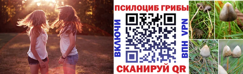Псилоцибиновые грибы Cubensis  блэк спрут как зайти  Удомля 